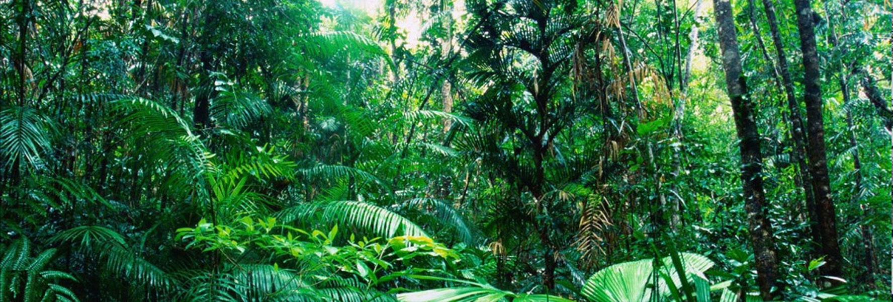 Тропический лес панорама